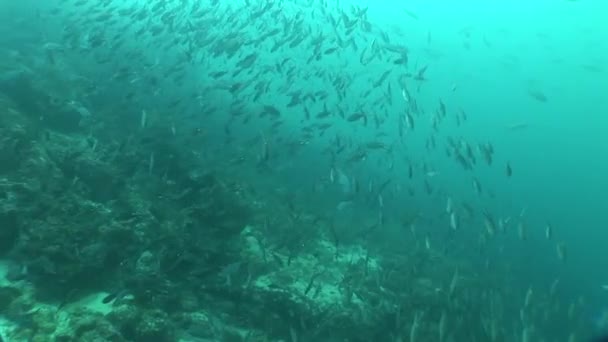 Korall liv underwater video — Stockvideo