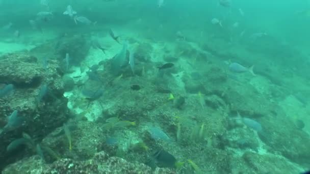 Vida coralina vídeo submarino — Vídeo de stock