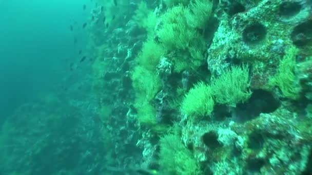 Koraal leven onderwater video — Stockvideo