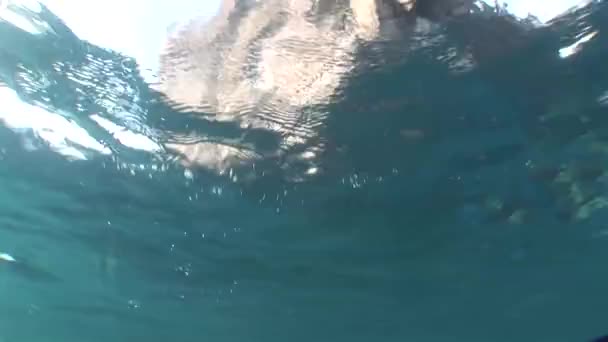 vie corail vidéo sous-marine  