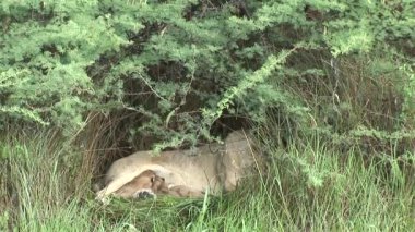 Aslan vahşi, tehlikeli memeli Afrika Savannah Kenya