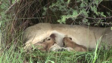 Aslan vahşi, tehlikeli memeli Afrika Savannah Kenya