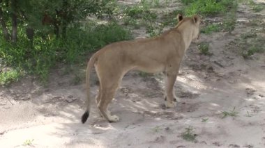 Aslan vahşi, tehlikeli memeli Afrika Savannah Kenya