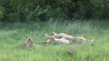 Aslan vahşi, tehlikeli memeli Afrika Savannah Kenya
