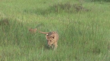 Aslan vahşi, tehlikeli memeli Afrika Savannah Kenya