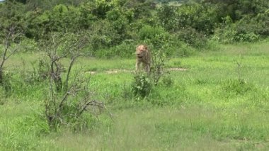 Aslan vahşi, tehlikeli memeli Afrika Savannah Kenya