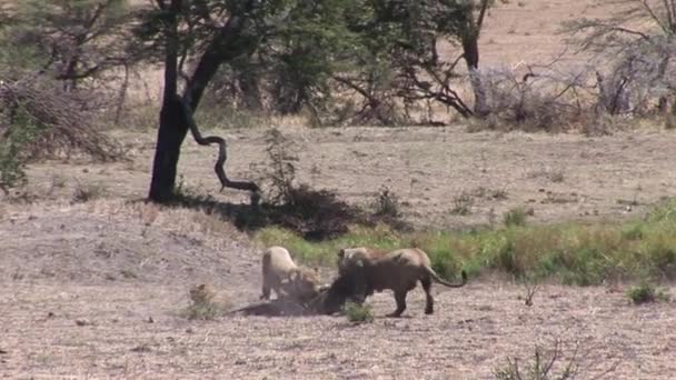 Lion sauvage dangereux mammifère afrique savane Kenya
