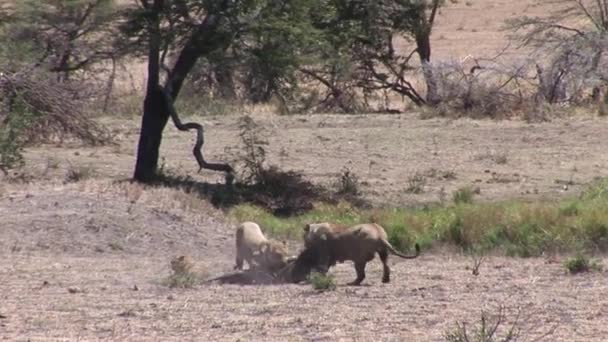 León salvaje peligroso mamífero África sabana Kenia — Vídeo de stock