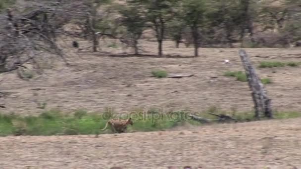 Leão selvagem perigoso mamífero áfrica savana Quênia — Vídeo de Stock