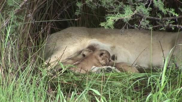 León salvaje peligroso mamífero África sabana Kenia — Vídeos de Stock