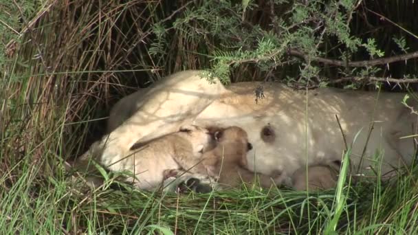 Leone selvatico mammifero pericoloso Africa savana Kenya — Video Stock