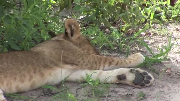 Leone selvatico mammifero pericoloso Africa savana Kenya — Video Stock