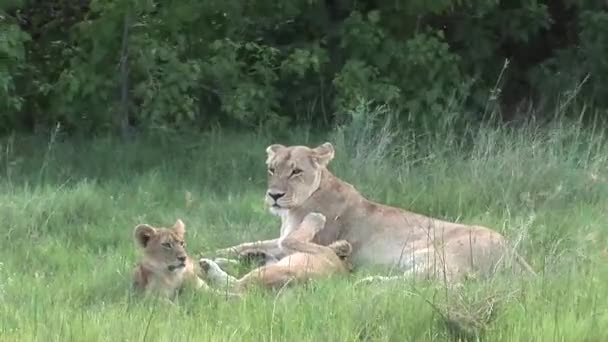 Leeuw wild gevaarlijk zoogdier africa savannah Kenia — Stockvideo