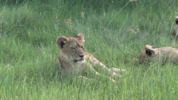 Oroszlán vad veszélyes emlős afrikai szavanna Kenya — Stock videók