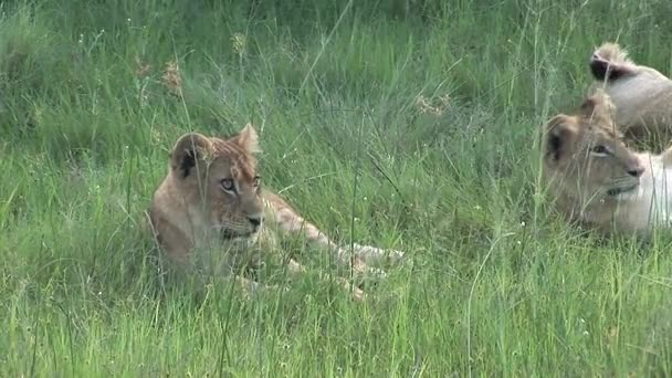 Leão selvagem perigoso mamífero áfrica savana Quênia — Vídeo de Stock