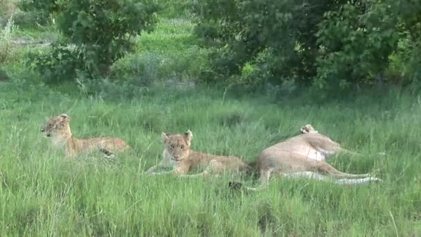 Leão selvagem perigoso mamífero áfrica savana Quênia — Vídeo de Stock