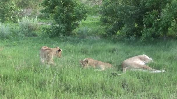 Lev divoký nebezpečný savec africká savana keňa — Stock video