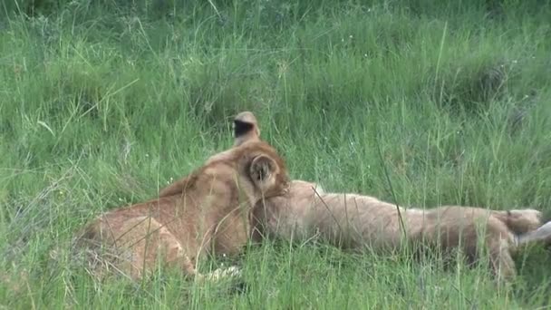 Oroszlán vad veszélyes emlős afrikai szavanna Kenya — Stock videók