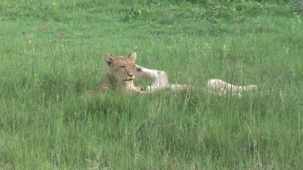 Leão selvagem perigoso mamífero áfrica savana Quênia — Vídeo de Stock