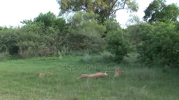 Wilde Löwen gefährliches Säugetier Afrikanische Savanne Kenia — Stockvideo
