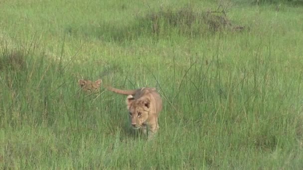 Lejon vilt farliga däggdjur Afrika savann Kenya — Stockvideo