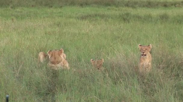 Leão selvagem perigoso mamífero áfrica savana Quênia — Vídeo de Stock