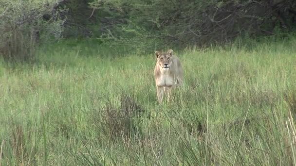 Lion wild dangerous mammal africa savannah Kenya — Stock Video