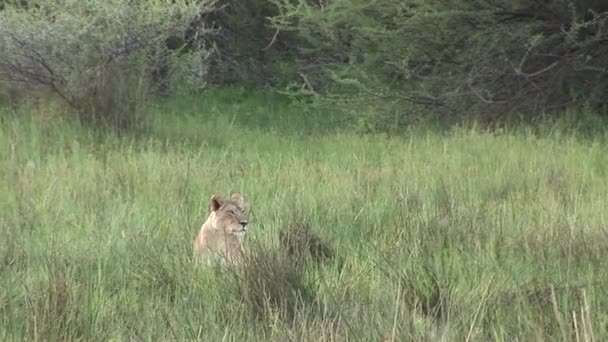 Leone selvatico mammifero pericoloso Africa savana Kenya — Video Stock