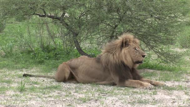 Lion wild dangerous mammal africa savannah Kenya — Stock Video