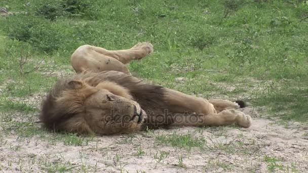 León salvaje peligroso mamífero África sabana Kenia — Vídeos de Stock