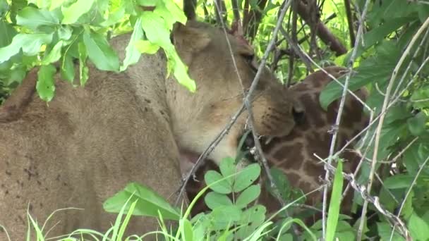 Lion wild dangerous mammal africa savannah Kenya — Stock Video