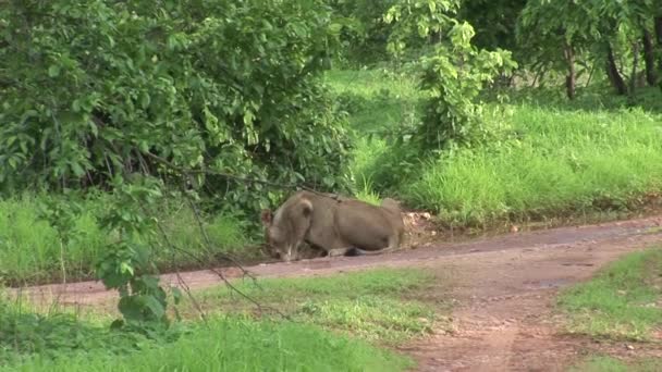 Singa liar berbahaya mamalia africa savannah Kenya — Stok Video