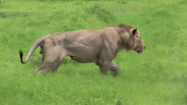 Aslan vahşi, tehlikeli memeli Afrika Savannah Kenya — Stok video