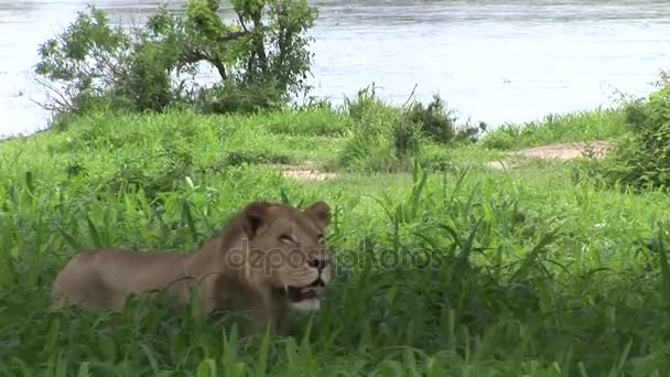 Leone selvatico mammifero pericoloso Africa savana Kenya — Video Stock