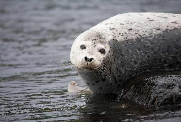 Phoca largha (Larga Seal, Spotted Seal) surface pictures — Stock Photo, Image