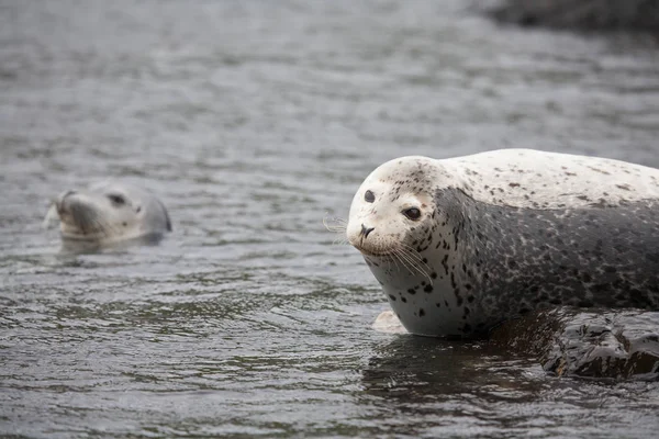 Phoca largha (Larga Seal, Selo Manchado) imagens de superfície — Fotografia de Stock