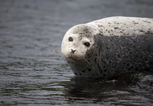 Phoca largha (Larga Seal, Spotted Seal) surface pictures — Stock Photo, Image