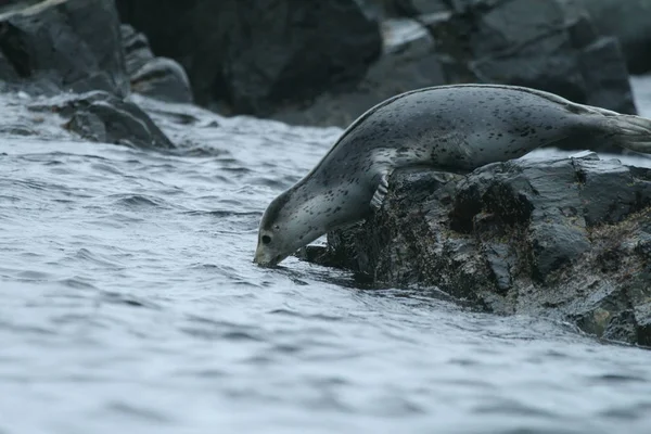 Phoca largha (Larga Seal, Spotted Seal) surface pictures — Stock Photo, Image