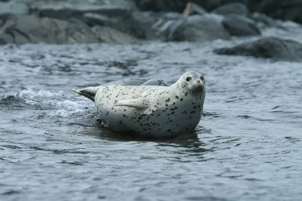 Phoca largha (Larga Seal, Spotted Seal) surface pictures — Stock Photo, Image