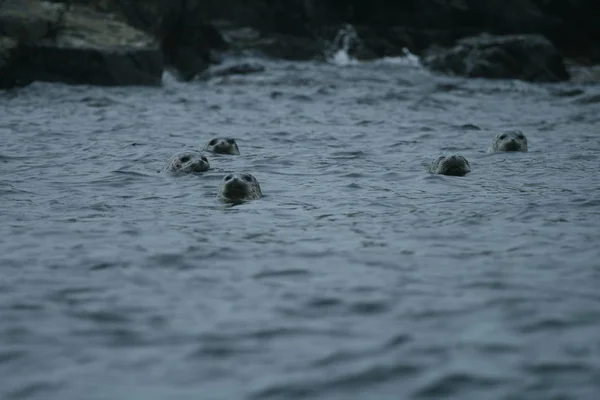 Phoca largha (Larga Seal, Spotted Seal) surface pictures — Stock Photo, Image