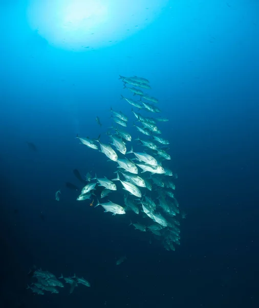 Coral life diving Sudan Soudan Red Sea safari — Stock Photo, Image