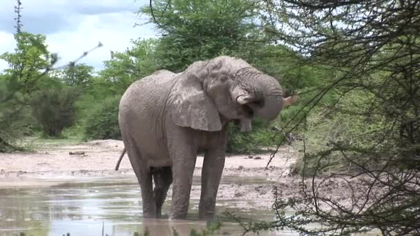 Wilde olifant (Elephantidae) in de Afrikaanse Botswaanse savanne — Stockvideo