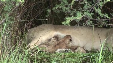 Memeli Afrika savana Kenya vahşi küçük aslan yeme anne sütü