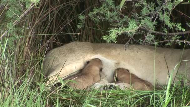 Wild eten kleine Leeuw-moeders melk zoogdier Afrika savanne Kenia — Stockvideo