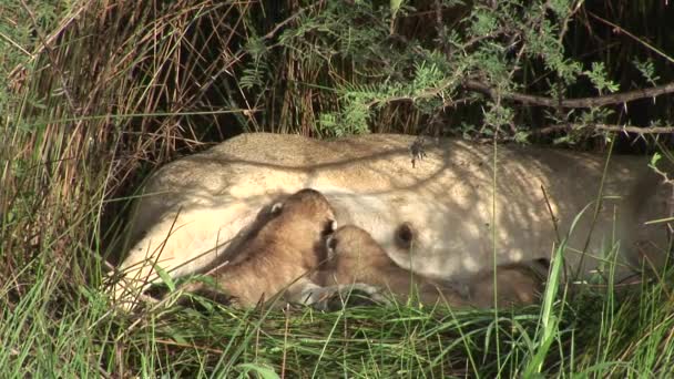 Wild Little Lion comer madres leche mamífero África sabana Kenya — Vídeos de Stock