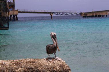 Pelikan Pelecanidae kuş Karayip Denizi Sahili