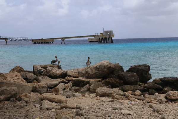 Pelícano Pelecanidae ave caribeña costa del mar — Foto de Stock
