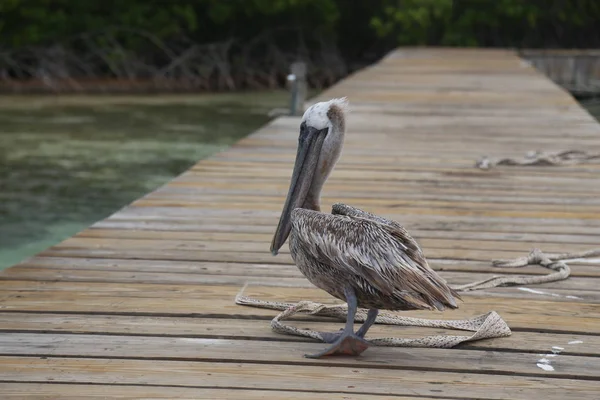 Pelícano Pelecanidae ave caribeña costa del mar — Foto de Stock