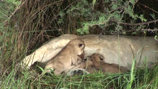 Wild Little Lion comer madres leche mamífero África sabana Kenya — Vídeo de stock