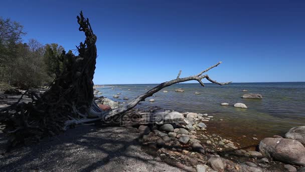 Östersjön seglar utmed kusten beach Kurzeme Roja — Stockvideo